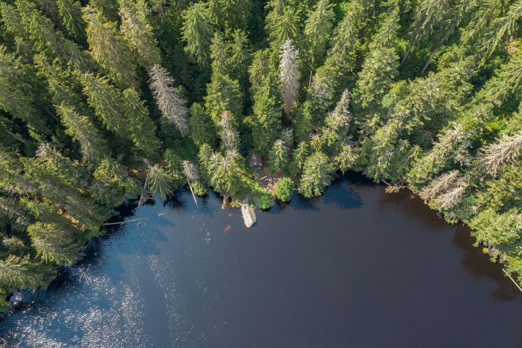 forest, trees, lake-4338001.jpg